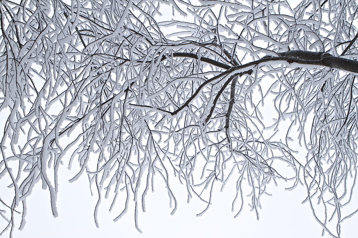 dreves, Frost, pozimi, hladno, krajine, LED, zunanji