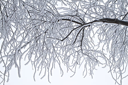 Bäume, Frost, Winter, Kälte, Landschaft, Eis, im freien