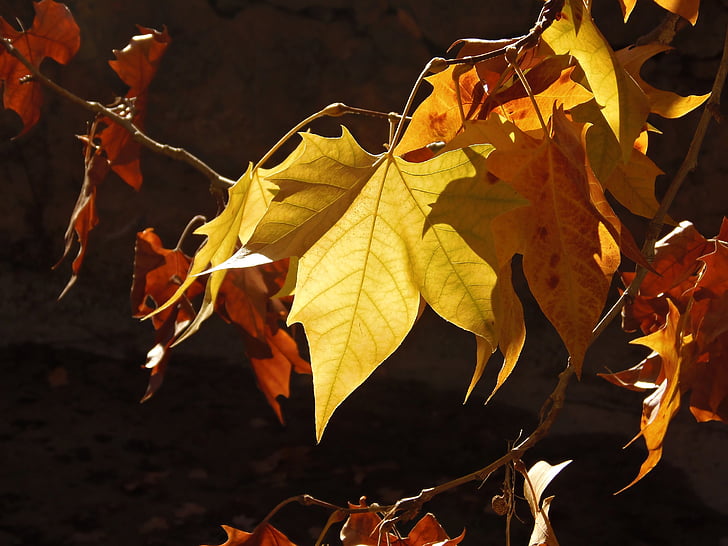 Höstens färger, värme, touch av solen, hösten, upphör att gälla, gul