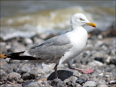 seagull, bird, gull, nature, animal, sea, water