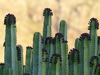 Kanárské Pryšec, závod, Euphorbia canariensis, Liba, Pryšec, Pryšec rodina, pryšcovité