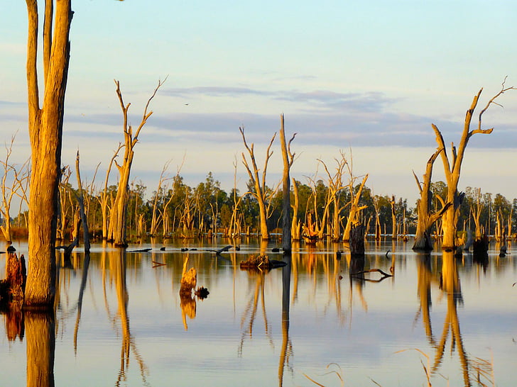 trees, lake, reflections, sunrise, sunset, morning, sunlight