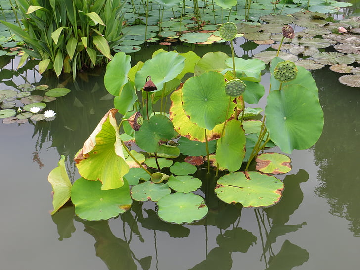 Vodní lilie, Lotus, Příroda, rybník, závod, zelená