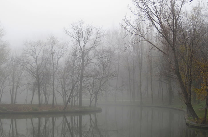 mgła, zimowe, Natura, krajobraz, sezon, zimno, drzewo