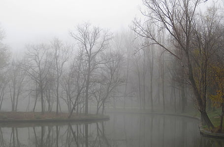 magla, Zima, priroda, krajolik, Sezona, hladno, drvo