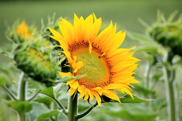bunga matahari, Blossom, mekar, kuning, musim panas, tanaman, bunga kuning