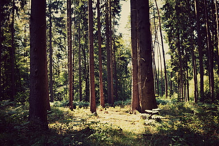 erdő, fa, Twilight, természet, táj, törzs, zöld