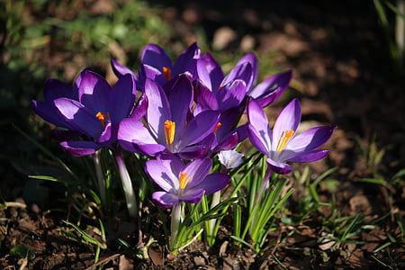 krokus, bloemen, lente, voorjaar bloem