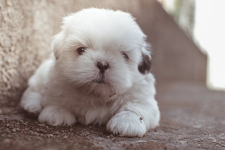 adorable, animal, canine, cute, dog, furry, pet