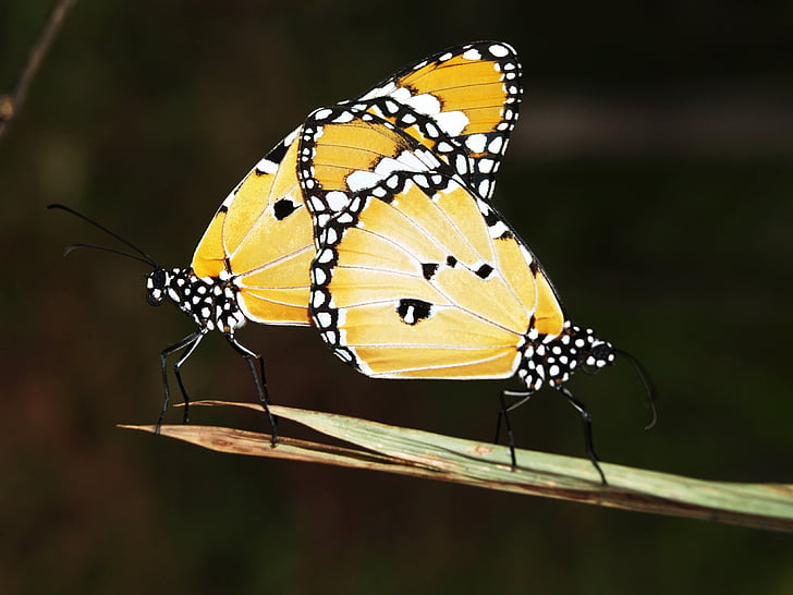 skrzydło, żółty, owad, pływające, na białym tle, migracyjnych, skrzydła motyla