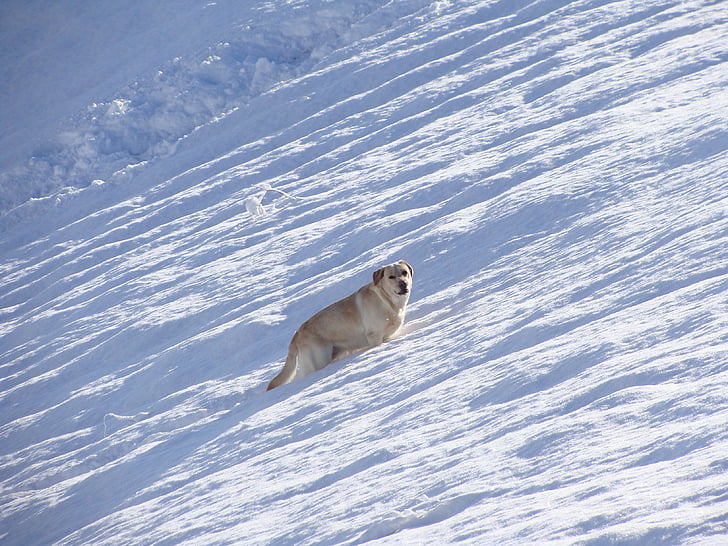 Labrador, zimowe, śnieg