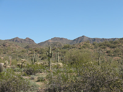 desert, cactus, nature, landscape, dry, saguaro, western