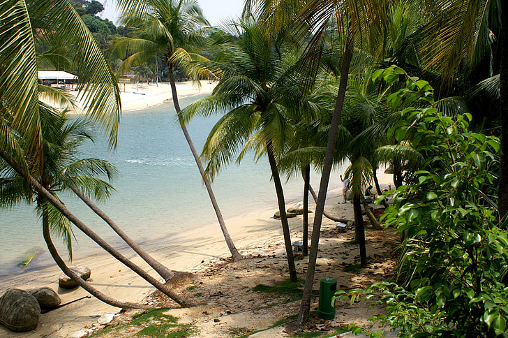 tropical, praia, Baía, isolado, água, palmeiras, paraíso