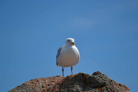 Seagull, Eropa herring gull, Larus argentatus, burung, burung laut, langit biru, batu