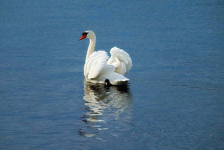 swan, bird, animal, water bird, river, mirroring