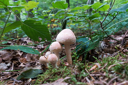 mushroom, forest, moss, forest floor, nature, autumn, moist