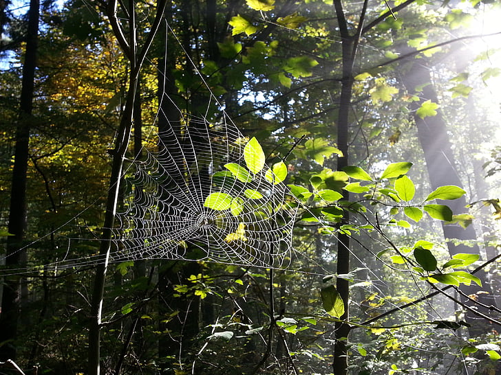 Cobweb, jaring laba-laba, hutan, pohon, serangga, kasus, alam