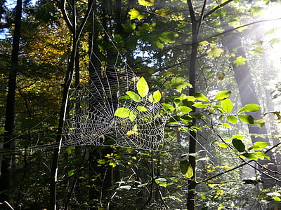 cobweb, spider webs, forest, trees, insect, case, nature