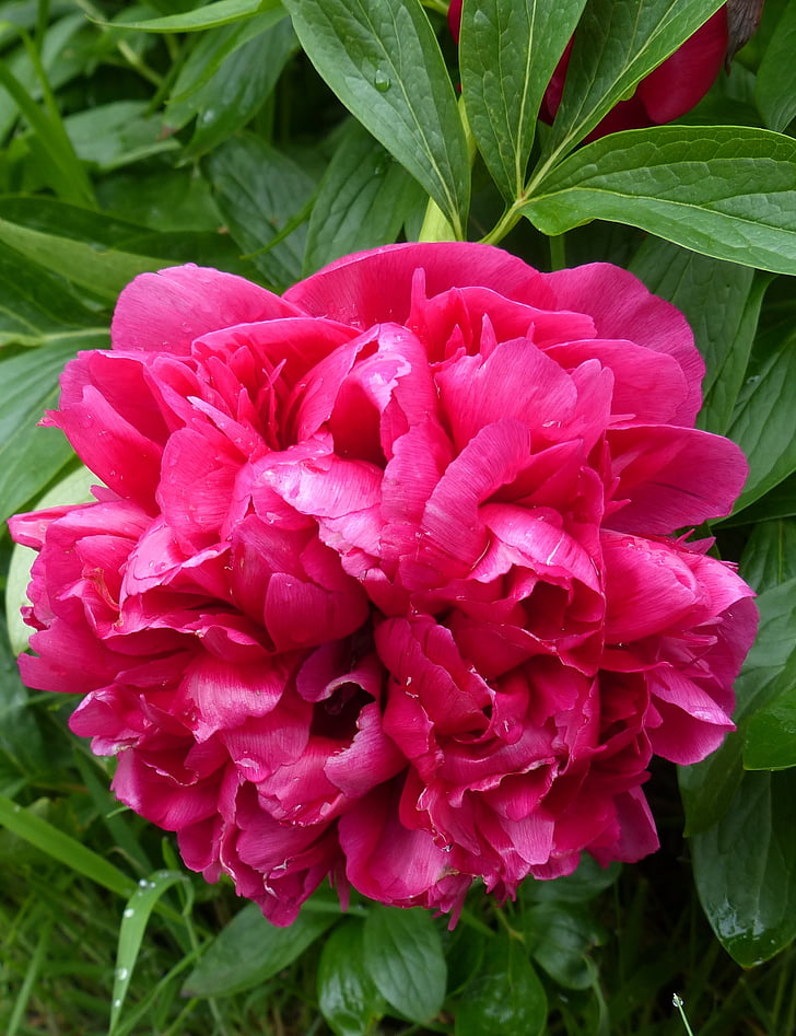 Bloom, Pink, Peony, blomst, haven, natur, plante