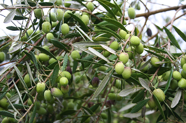 olīvas, zaļa, Olea europaea, Vidusjūras reģiona, augļi, koks, olīvkoks