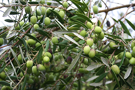 olivy, Zelená, Olea europaea, Stredomorská, ovocie, strom, olivovník