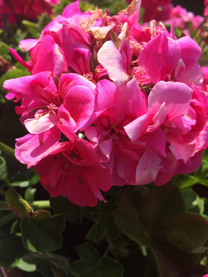 flower, pink, geranium