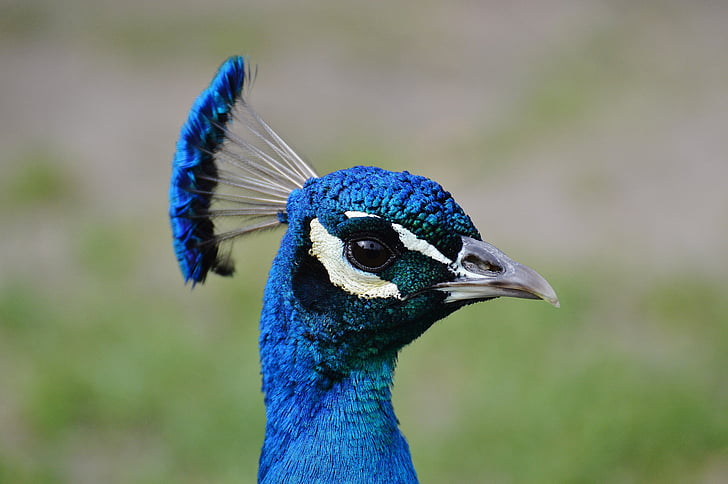 Peacock, lintu, siipikarjan, sulka, Bill, Luonto, ylpeys