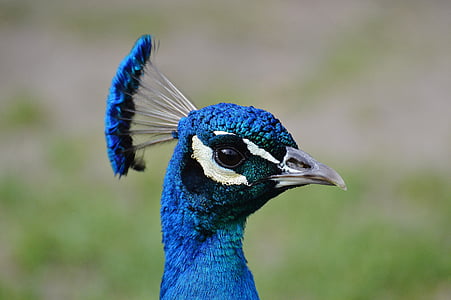 Peacock, vogel, pluimvee, veer, Bill, natuur, trots