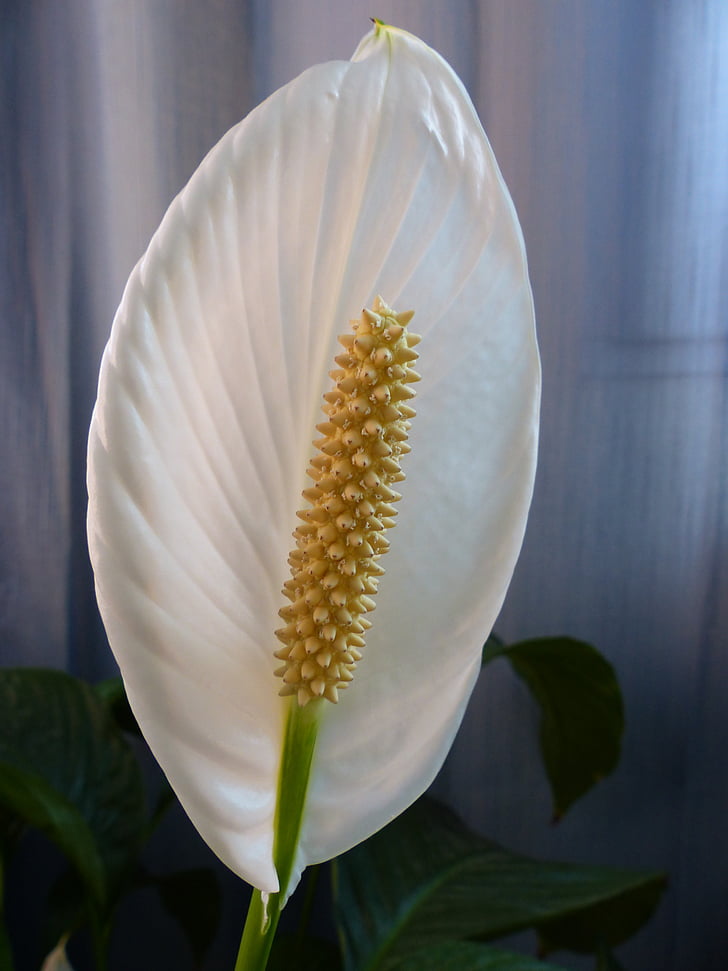flower, inside flower, plant, interior decorating, white, flowering, ribs