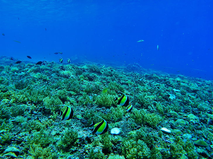 Indonèsia, viatges, vacances, Mar, l'aigua, sota l'aigua, Submarinisme