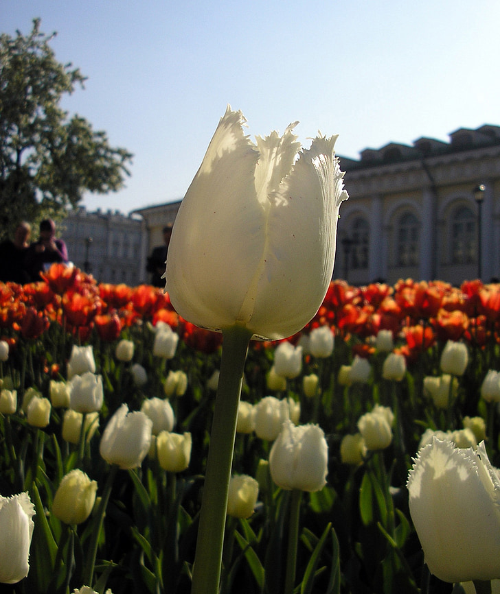 Tulip, makro, staden, Vårens blommor, våren, kronblad, trädgård blomma