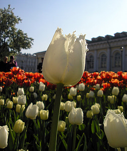 Tulipan, makro, mesto, Pomladnega cvetja, pomlad, Latica, vrt cvetja