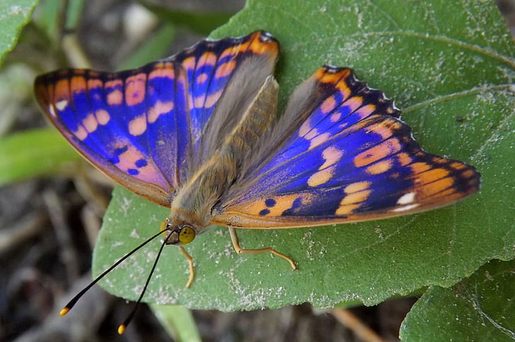 borboleta, azul, para colorir, folha, Insecta