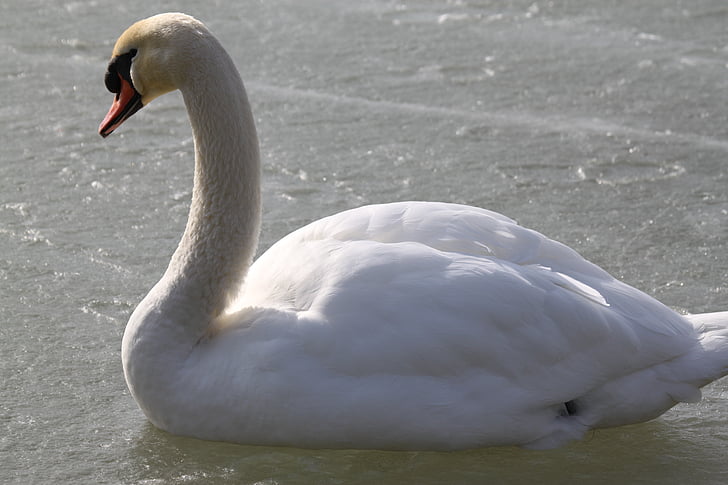 swan, swans, bird, lake, animals, birds, feather
