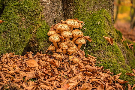 mushrooms, sparriger mushroom, pholiota squarrosa, slightly toxic, leaves, dried beech leaves, moss
