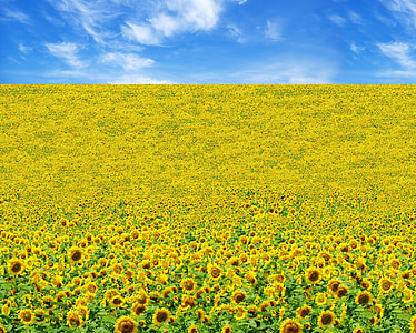 suncokret, polje, žuta, cvijet, cvatu, cvijet, latice