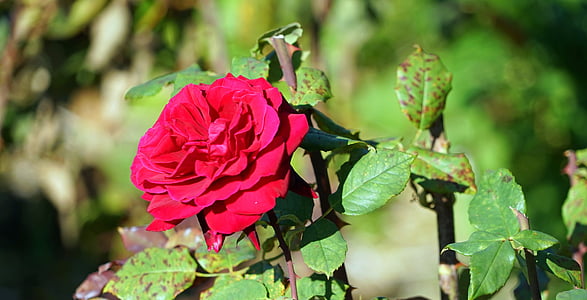 Rožė, raudona, gėlė, žiedų, žydėti, rožių šiltnamio efektą sukeliančių, uždaryti