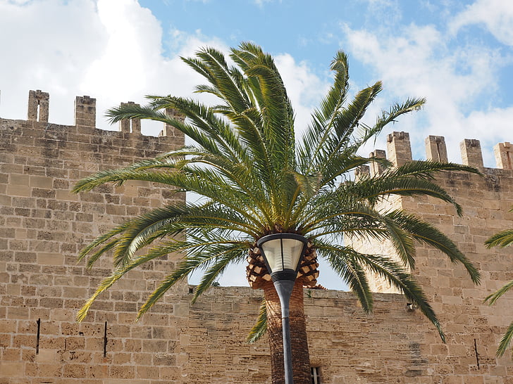 dlaně, palmové listy, městská brána, Porta del moll, Porta de xara, Alcudia, Mallorca