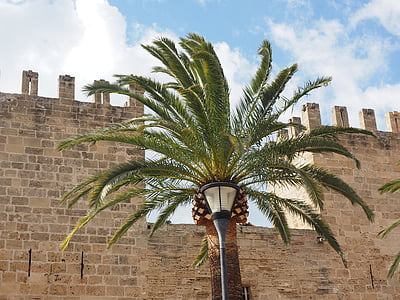 Palm, daun-daun palem, gerbang kota, Porta del moll, Porta de xara, Alcudia, Mallorca