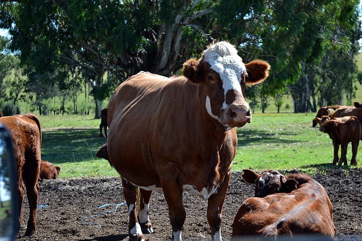 ganado, animales de granja, agricultura