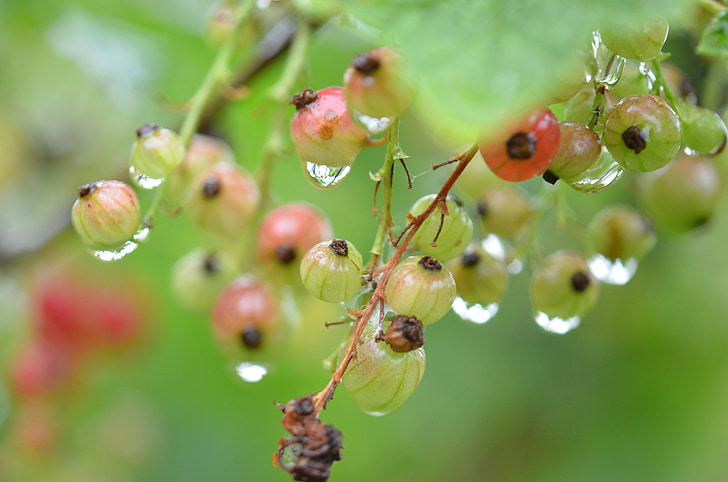 Berry, merah, air, drop, alam, basah, makro