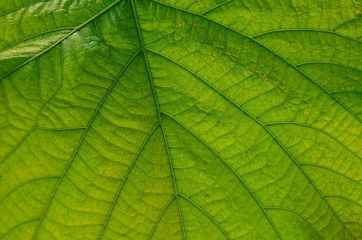 leaf, great, nature, large leaves, close, plant, veins