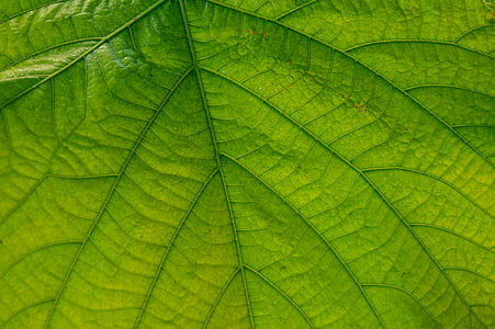 Leaf, Stor, naturen, stora blad, Stäng, Anläggningen, vener