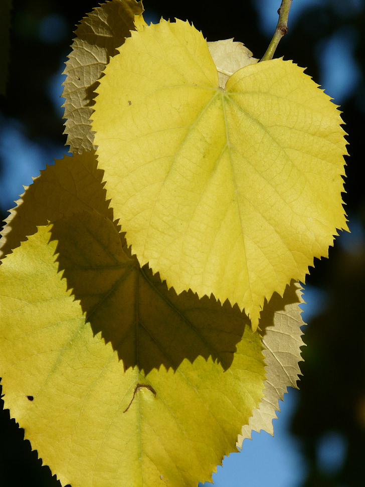 Lindenblätter, Blätter, gelb, Färbung, Herbstfarben, Linde, Licht