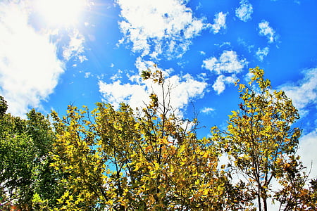 trees, sky, blue, clouds, white, bright, leaves