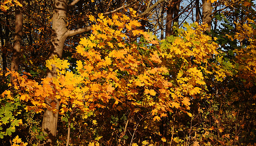 stromy, Les, listy, podzim, barvy, podzimní listí, Woods