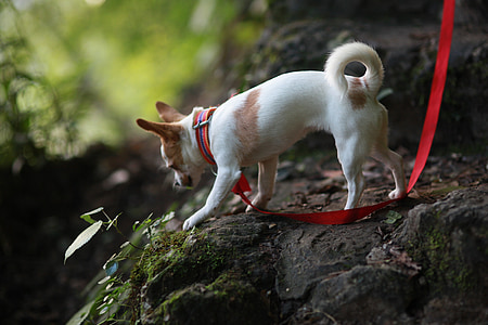 Burt's albine, câine, Chihuahua