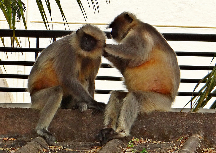 Lutung, monyet, hewan, Hanoman, Karnataka, Dharwad, India