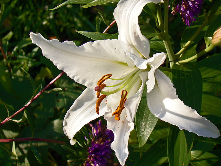 Lily, blomst, hvit, hage