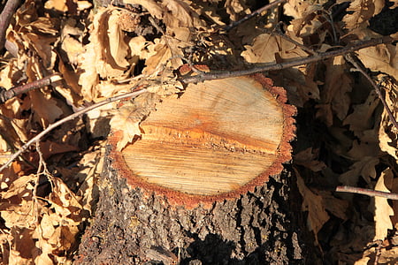 bark, chop, cut, forest, fresh, stump, tree